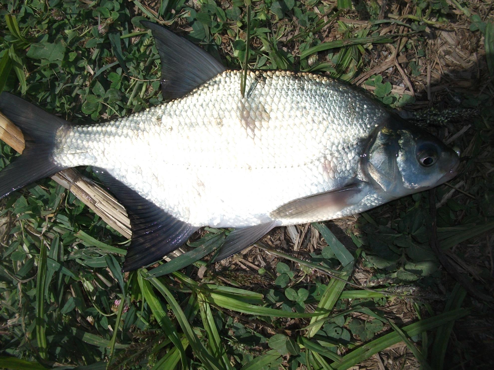 Cernica - dscf1479.jpg